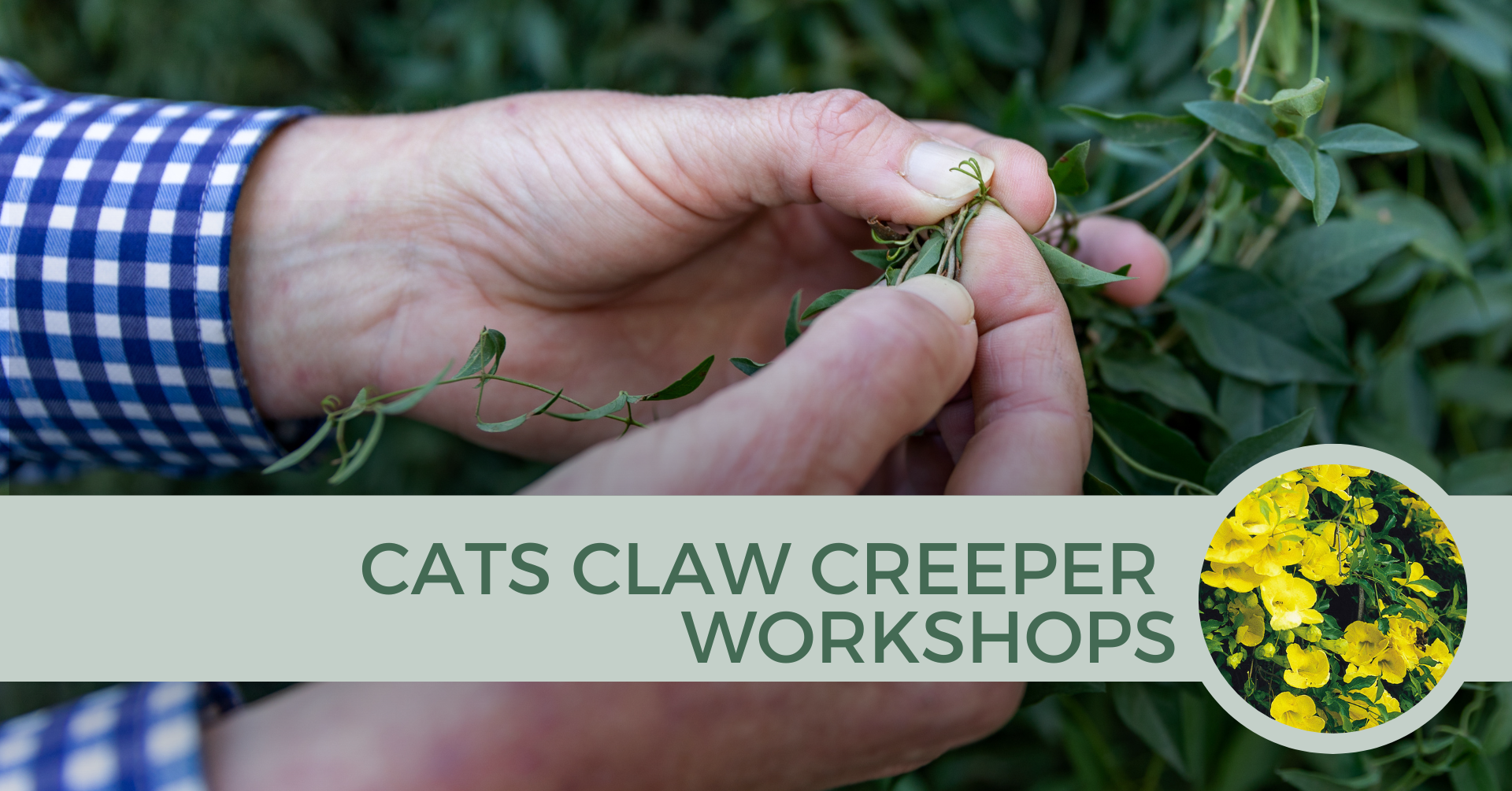 Cat&#039;s Claw Creeper Workshop