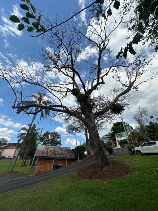 Jacaranda