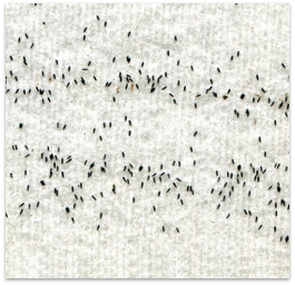 Mosquito eggs from an ovitrap